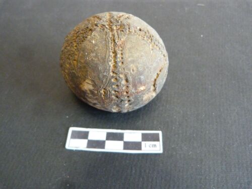 Fossiles echinocorys - 1,