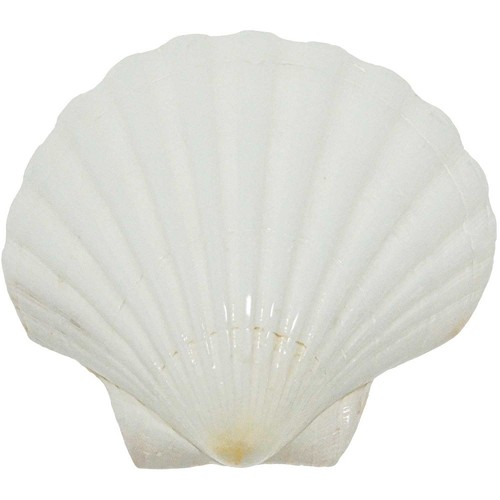Coquillage pecten maximus