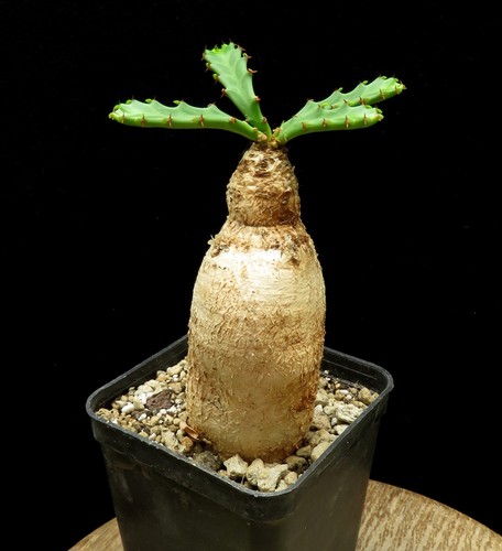 Euphorbia stellata caudex - euphorbia, stellata,