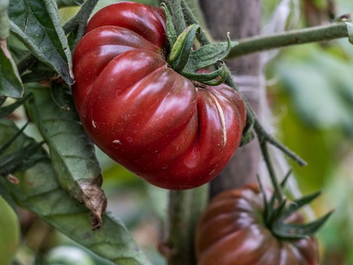 Graines tomate noir de - 35,