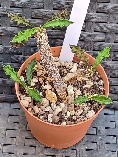 Euphorbia decaryi var