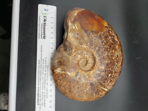1238 ammonite cleoniceras - g.,