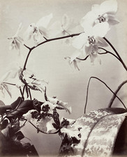 Etude de fleurs, étude pour peintres, orchidées Vintage print Tirage albuminé 