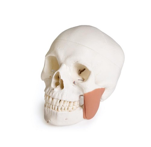 Modèle crâne skull - crâne,,