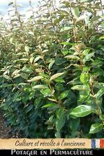 Elaeagnus ebbingei / Chalef de