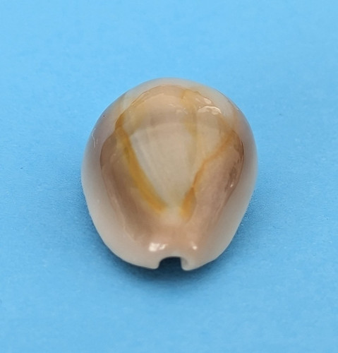 Cypraea annulus meli mm - annulus,