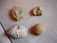 Lot de 4 fossiles oursin