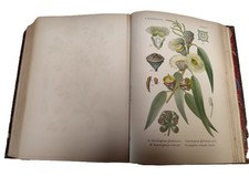 livre ancien/P.Mouillefert /Traîté des arbres et arbrissaux/Atlas