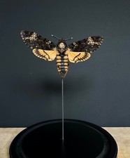 Sphinx Tête de Mort - Acherontia Atropos- DeathHead hawkmoth A1 sous globe verre