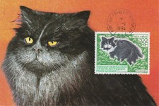 T.A.A.F.-1994- CHAT--Port aux Français Kerguelen 01/01/1994 1 CARTE MAXIMUM