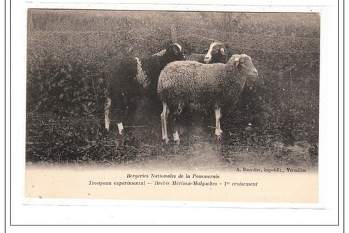 Vesailles troupeau - :,