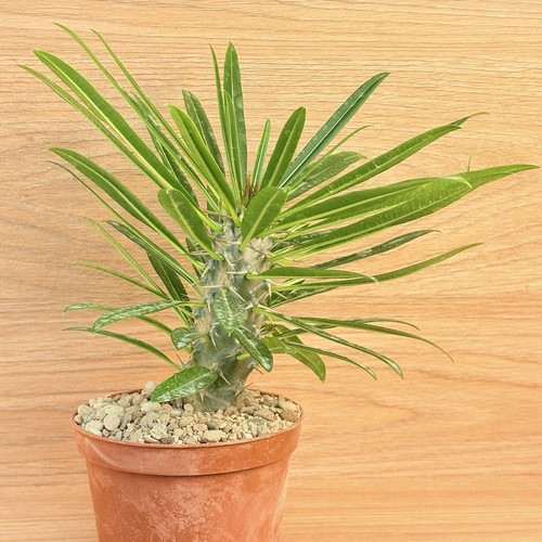 Laitrei pachypodium pot cm - laitrei, pachypodium,