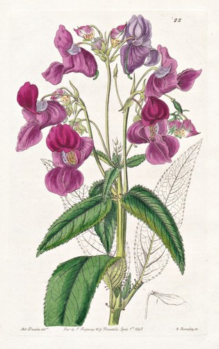 Impatiens glanduligera inde - glanduligera,