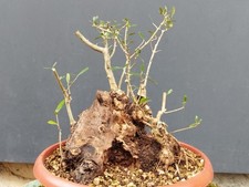 Bonsaï olivier 30 x 24 m en