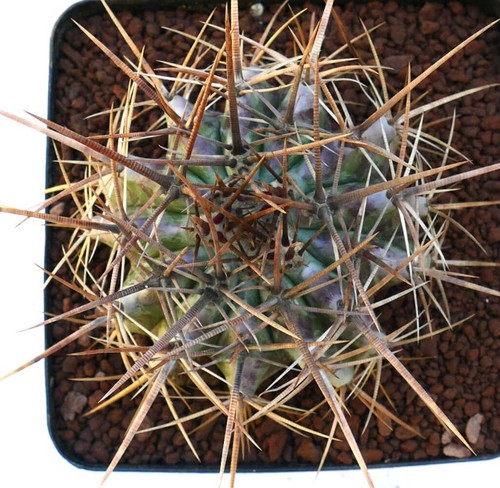 Echinocactus ingens bin99 - ingens,