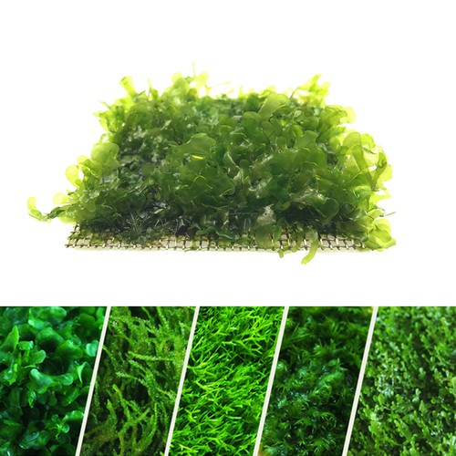 Crevettes aquatiques mousse - aquatiques, de