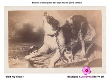 CHIENS & CHIOTS APEURÉS PAR
