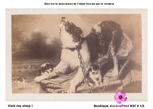 Chiens chiots apeurés par - chiens,