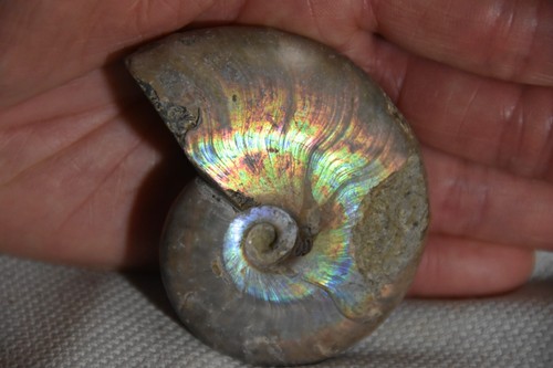 Rare ammonite beudanticeras - rare,