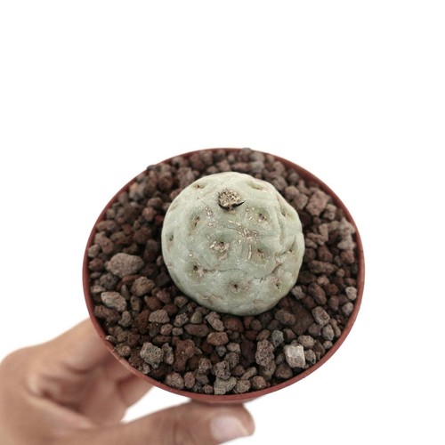 Tephrocactus geometricus one - tephrocactus,