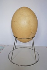 Oeuf d'Aepyornis reconstitué de Madagascar avec autorisation de sortie du pays