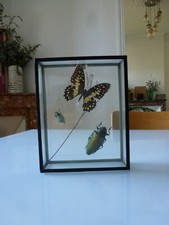 CADRE VITRINE INSECTE NATURALISE ENTOMOLOGIE TAXIDERMIE CABINET DE CURIOSITES