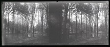 Sous Bois paysage c1920 Photo NEGATIVE Stereo Plaque de Verre Vintage V39nL7