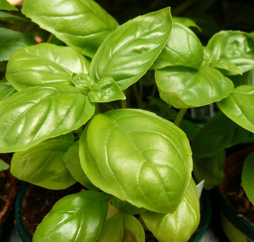 300 graines basilic grandes - graines,