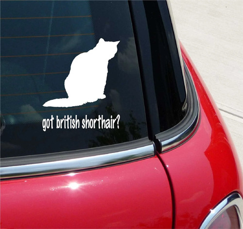 Got british shorthair cat - got,