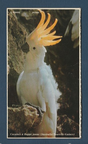 Photo sur carton - carton, jacana
