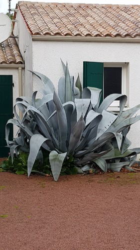 Agave americana - americana,