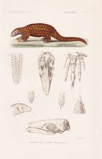 Pangolin En Chine Anatomie