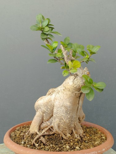 Bonsaï ficus cm en - 34,