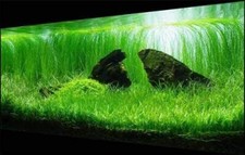  Lilaeopsis Novae-Zelandiae plante aquarium terrarium avant plan crevettes