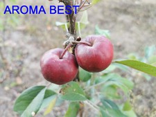 Pommier greffé (forte