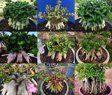 Adenium arabicum mixte 9 - arabicum,