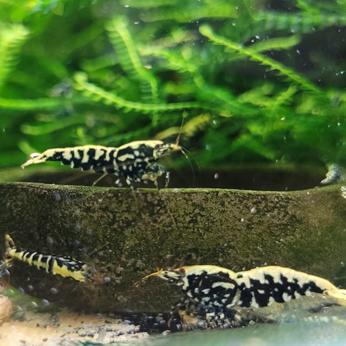 Lot crevettes galaxy - crevettes,