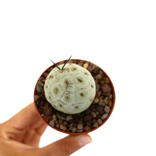 Tephrocactus geometricus black - geometricus,