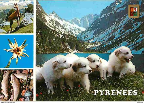 Carte postale animaux - animaux,