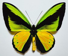 FANTASTIC ORNITHOPTERA GOLIATH
