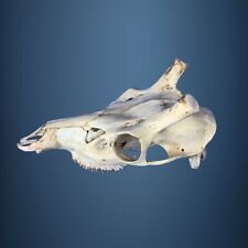 468SKU Crane de cerf, bois de