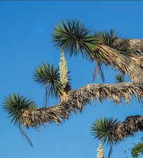Yucca filifera -