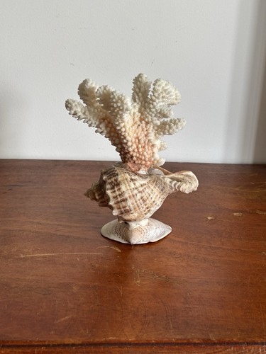 Deco corail sur coquillage - corail,