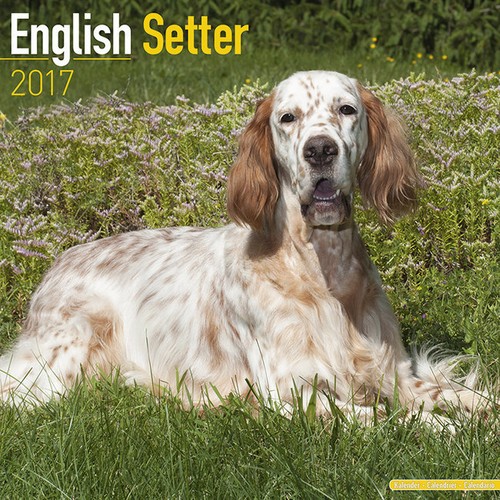 Calendrier 2017 setter - calendrier,