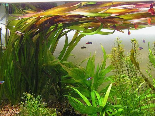 Vallisneria gigantea 10 - vallisneria,