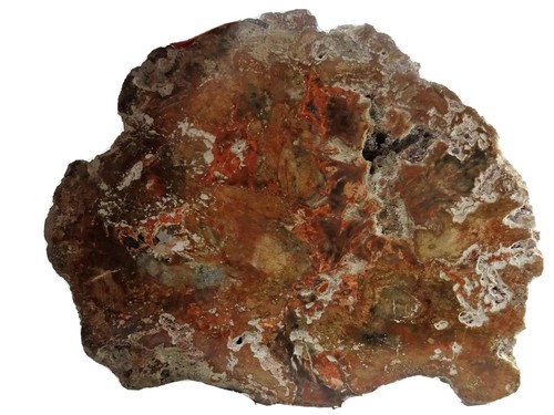 Tranche bois fossilisé - bois,