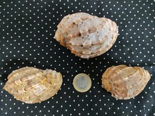 Coquillage Harpe Madagascar 