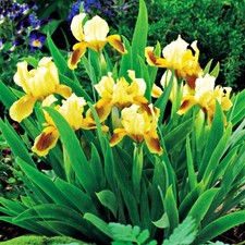 Iris Rhizome Plante vivace
