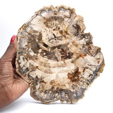 Tranche polie de bois fossilisé (pétrifié), spécimen massif, Madagascar