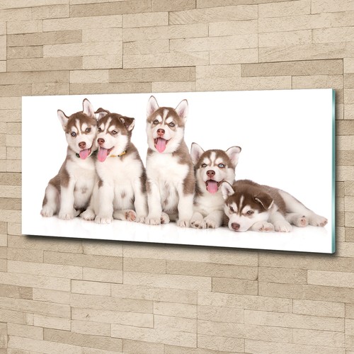 Tulup image sur - image,
